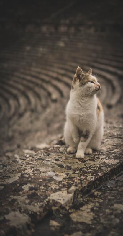 Kitten on road