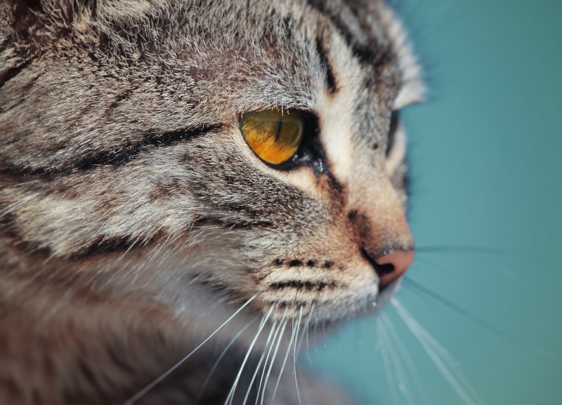 Cat in profile